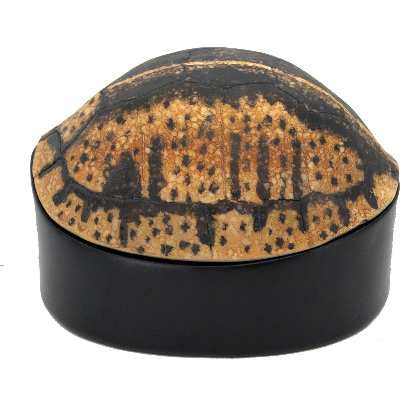 Yellow Black Turtle Shell Box – Shoppe NEAT