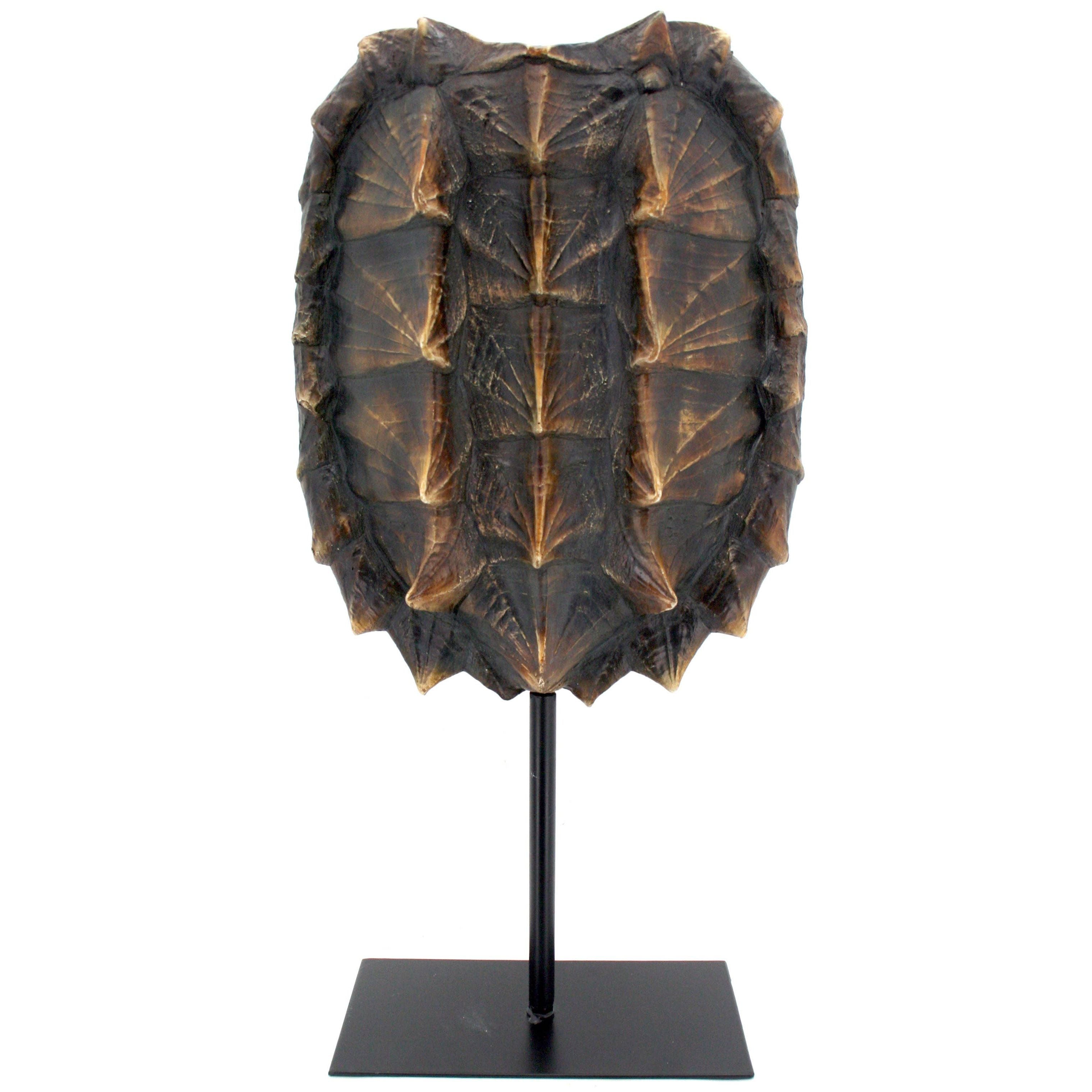 Snapping Turtle Shell Trophy – Shoppe NEAT