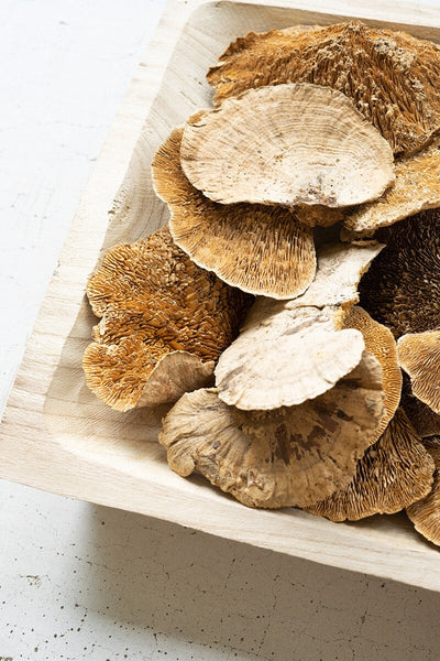 Dried Sponge Mushrooms