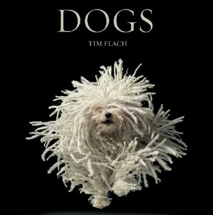 DOGS
