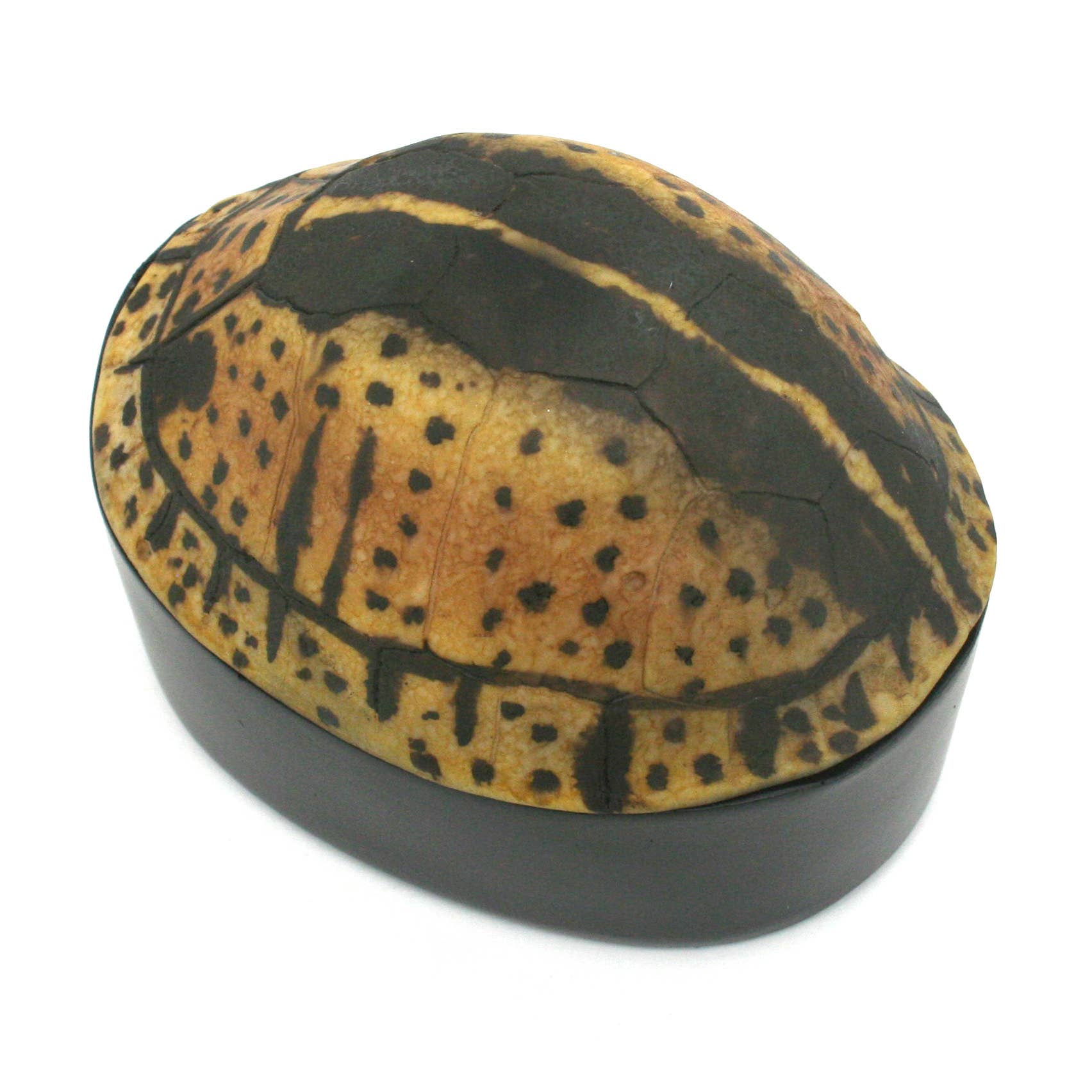 Yellow Black Turtle Shell Box – Shoppe NEAT