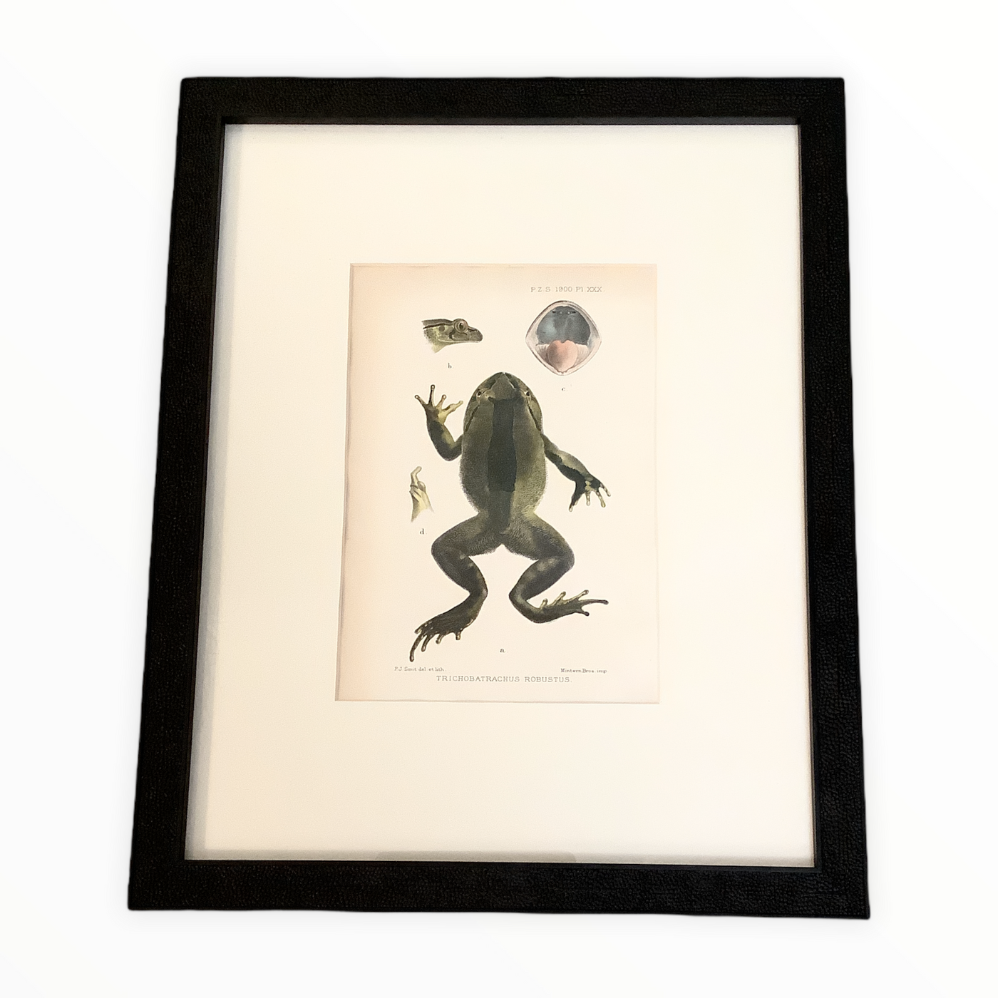 Framed Art- Frog